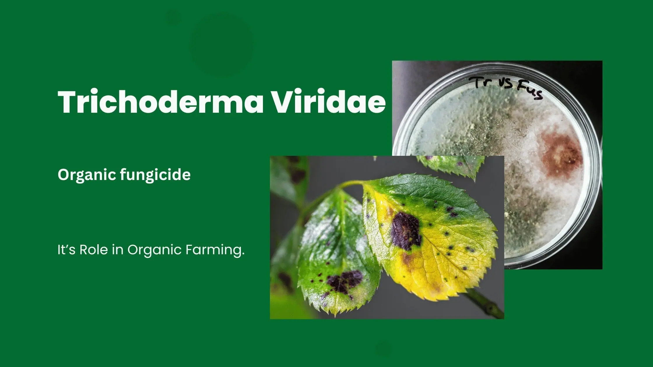 Trichoderm viride