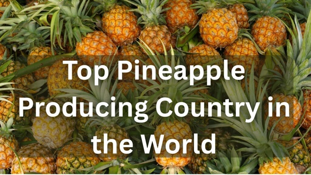 Top Pineapple Producing Country in the World