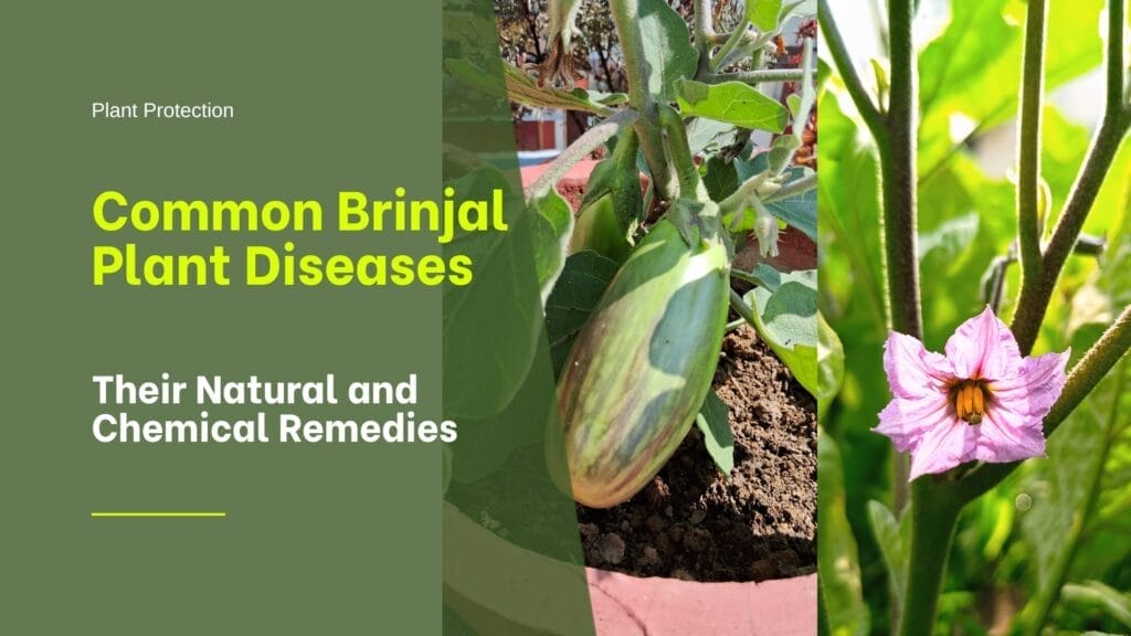 brinjal plant diseases