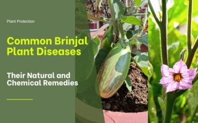 Brinjal Plant Diseases and Their Natural Remedies, Chemical Controls, and Resistant Varieties.