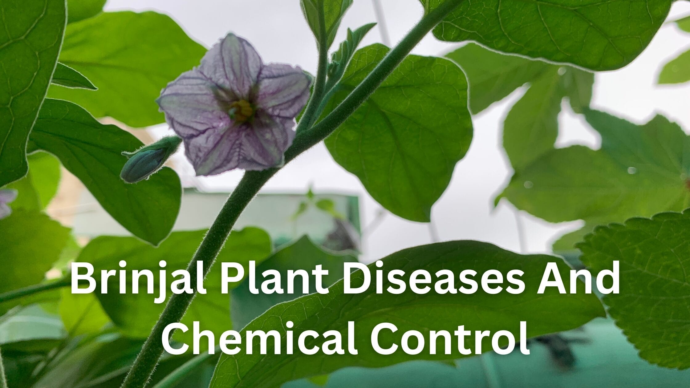Brinjal Plant Diseases and Their Control