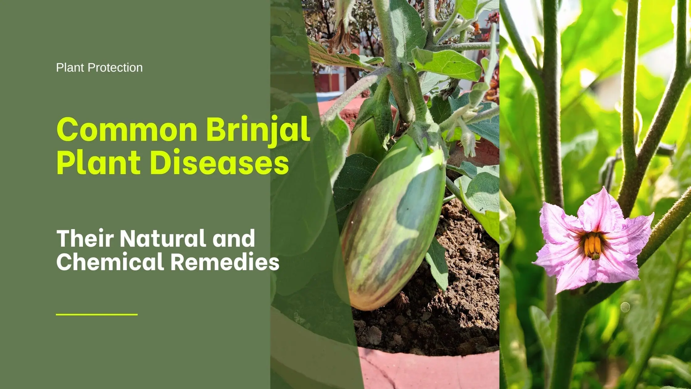 brinjal plant diseases