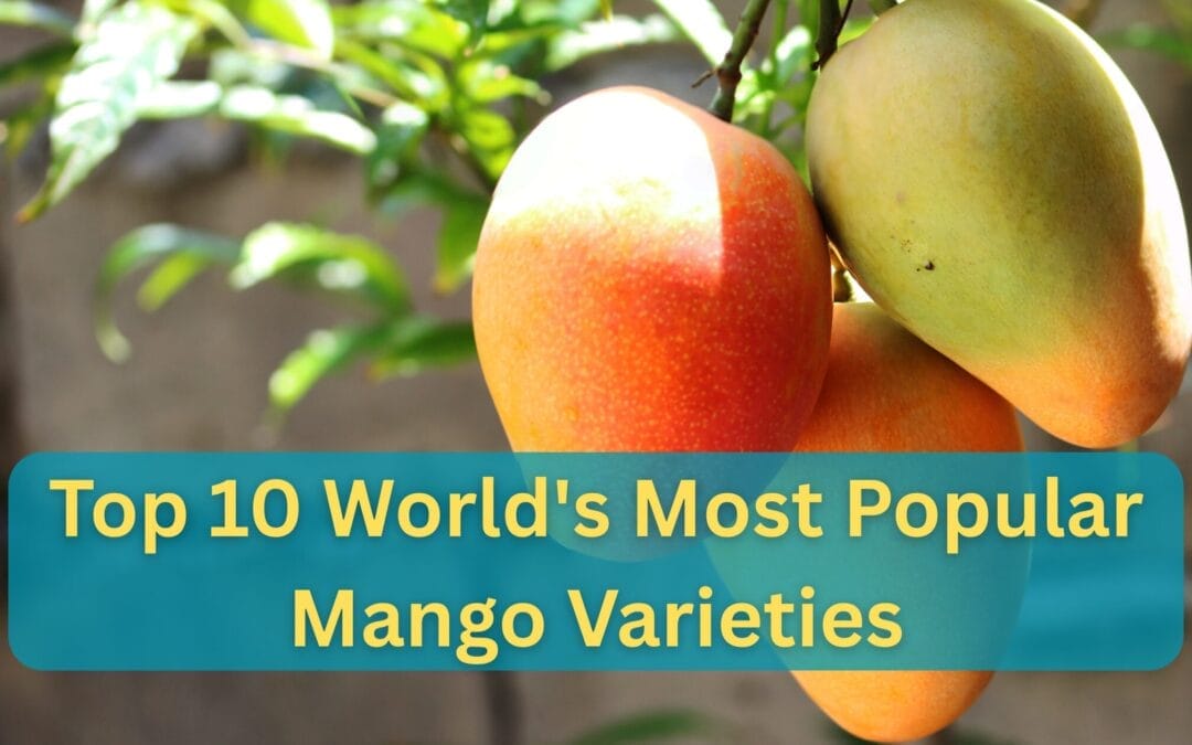 top 10 world's Most Popular Mango Varieties