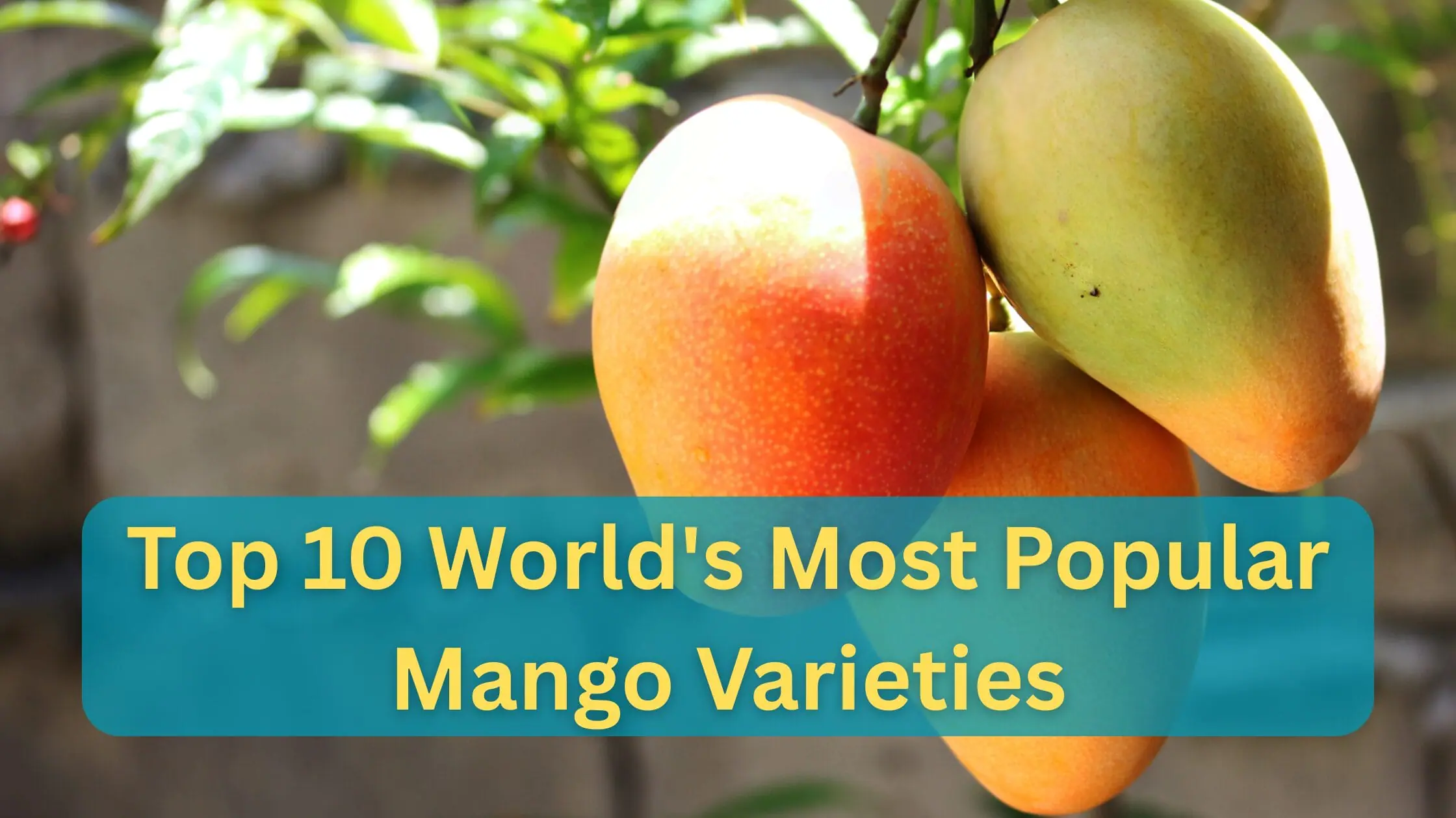 top 10 world's Most Popular Mango Varieties