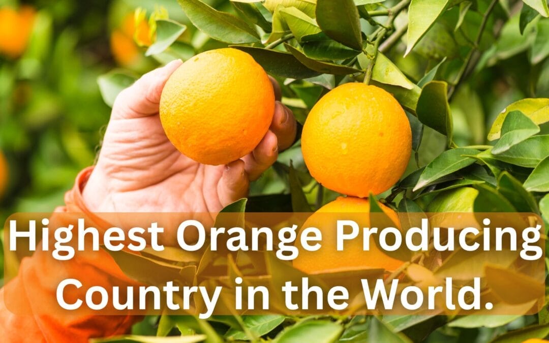 Highest Orange Producing Country in the World