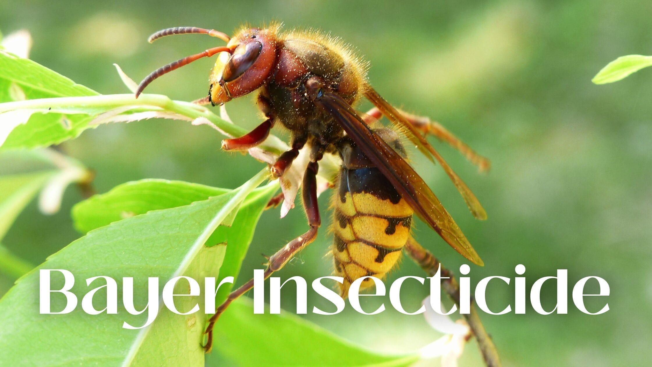 Bayer Insecticide: Revolutionizing Crop Protection for Sustainable Farming.