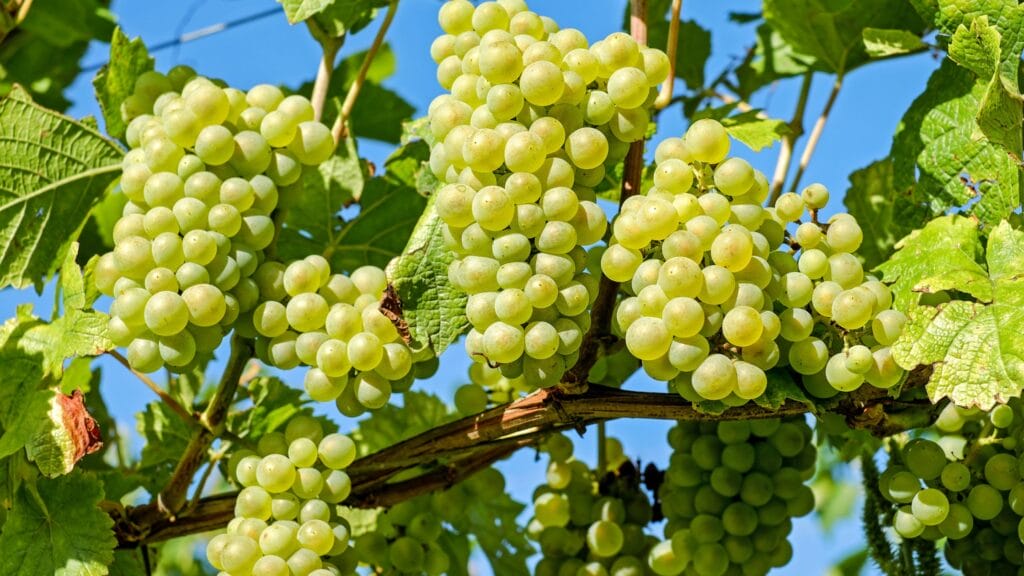 Benefits of Grapes