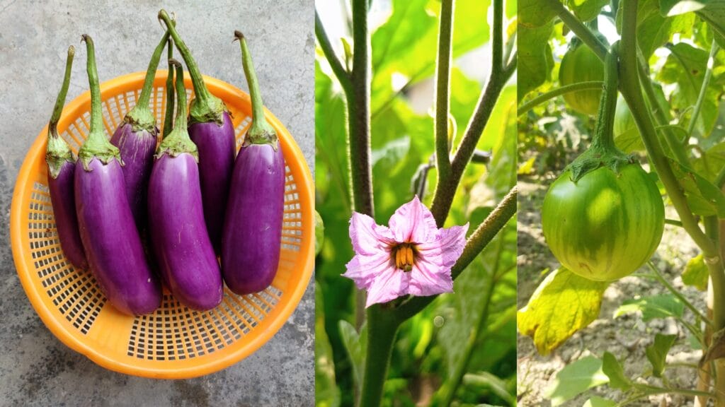 Brinjal Image
