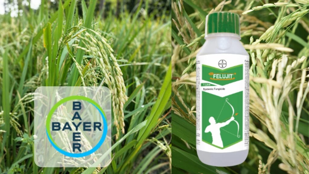 Felujit fungicide