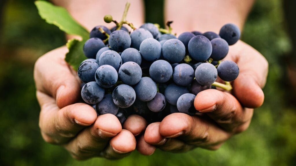 Grapes Benefits Image