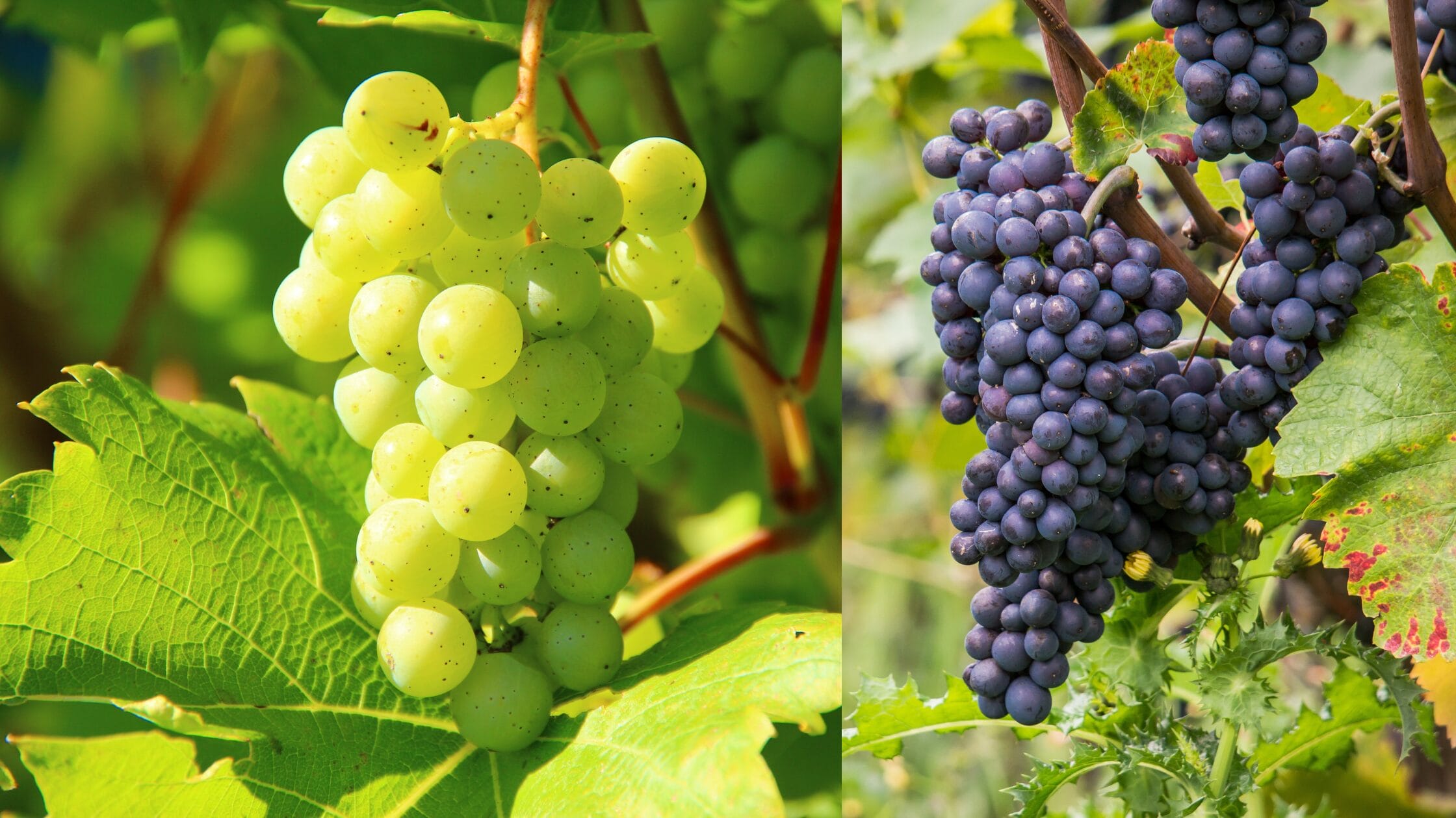 Grapes Benefits