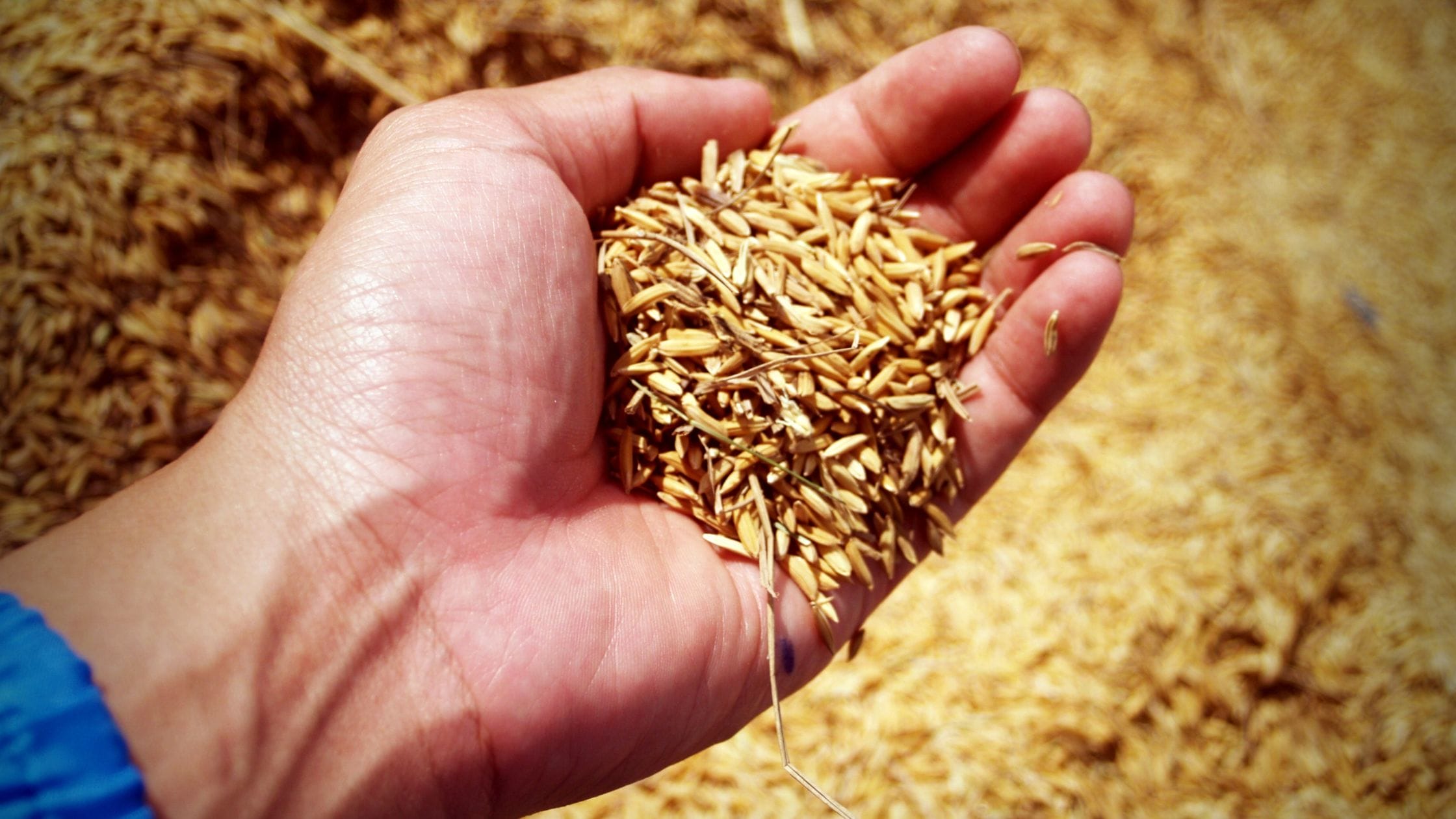 Herbicide Tolerant Seeds