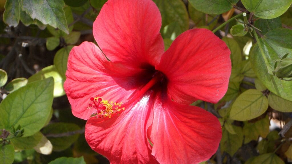 Highest Hibiscus Producer 