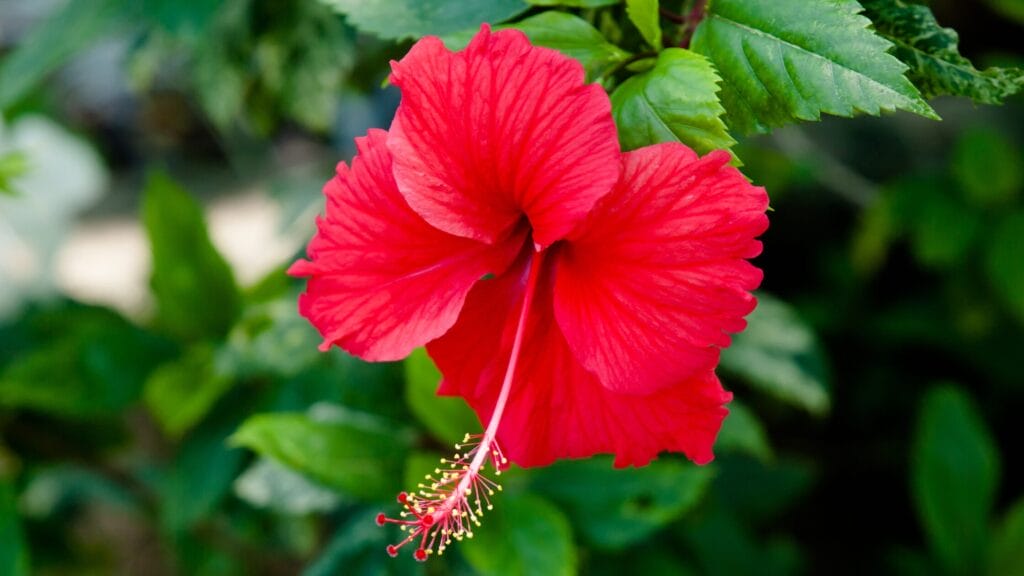 Highest Hibiscus Producer