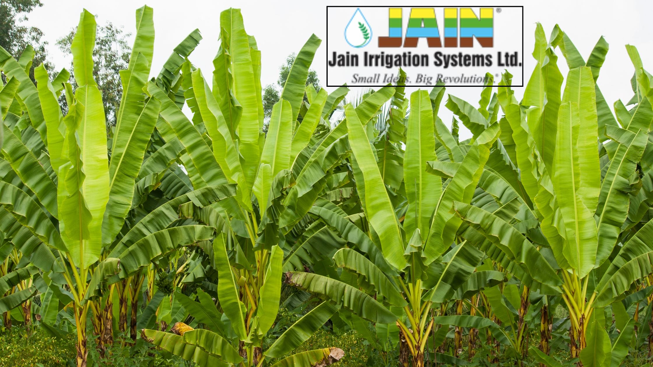 Jain Irrigation System (2)