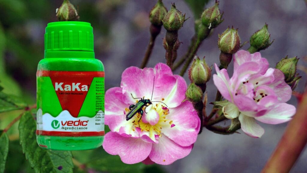 Kaka Insecticide