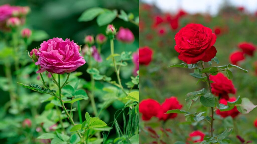 Kaka Insecticide rose Image