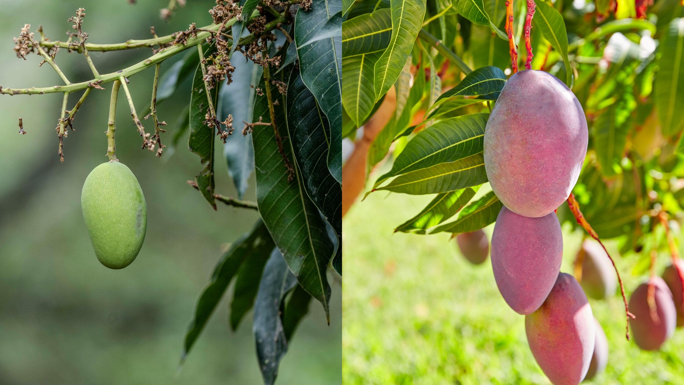 Mango Diseases