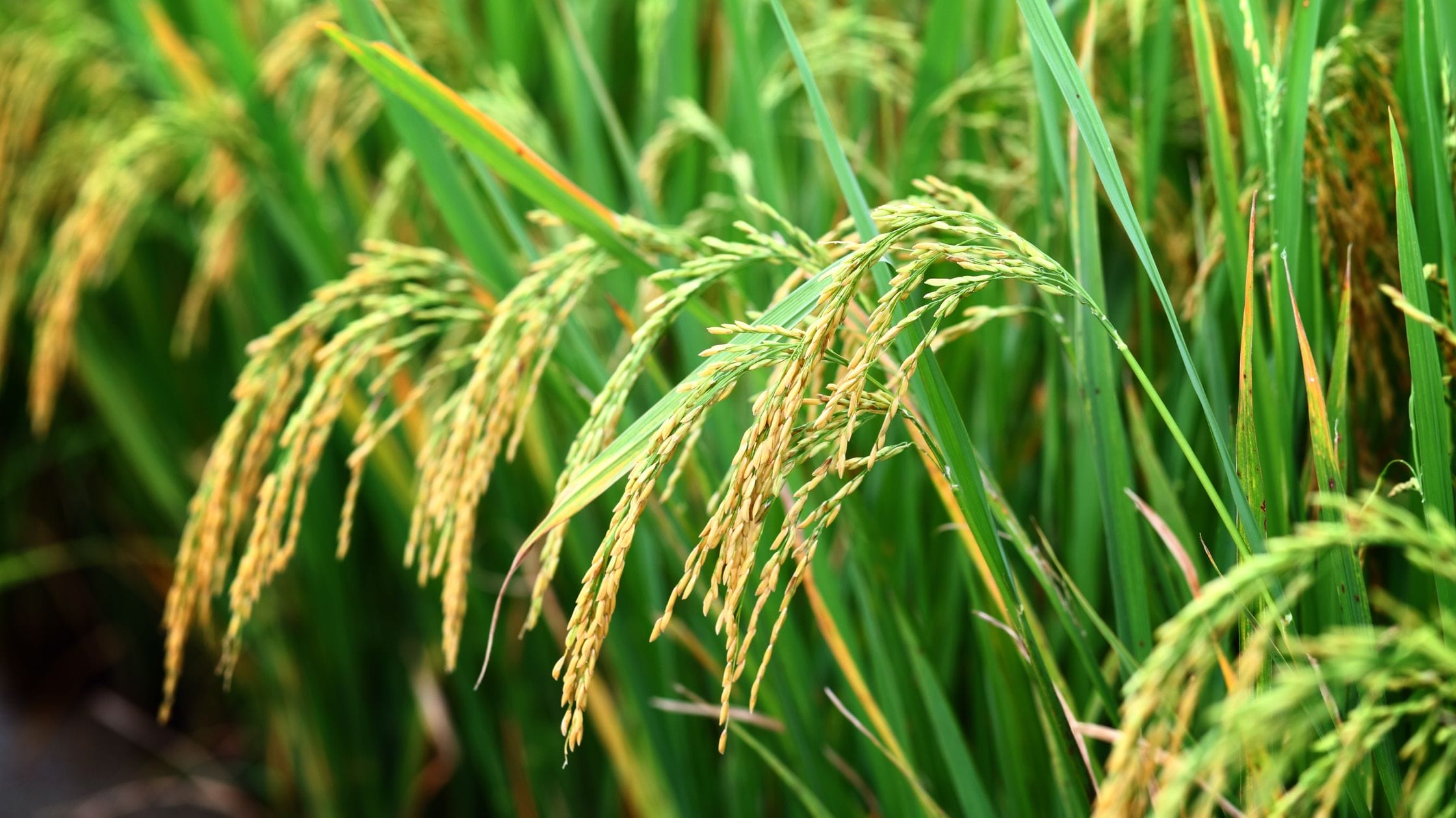 Modern Paddy Cultivation