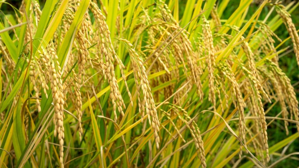 Paddy Virus SRBSDV Outbreak in Haryana: