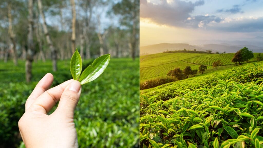 Plantation Crops