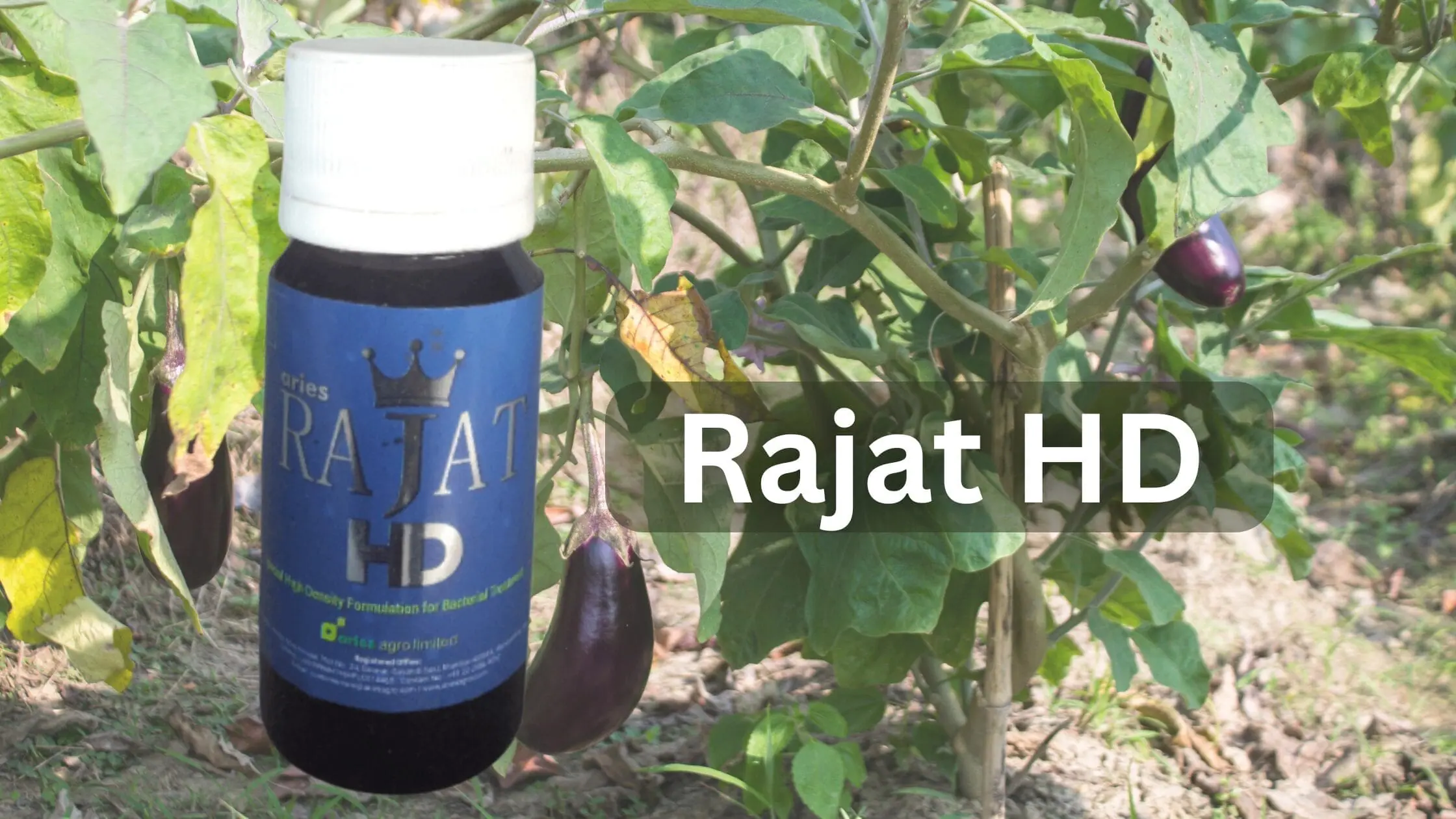Rajat HD