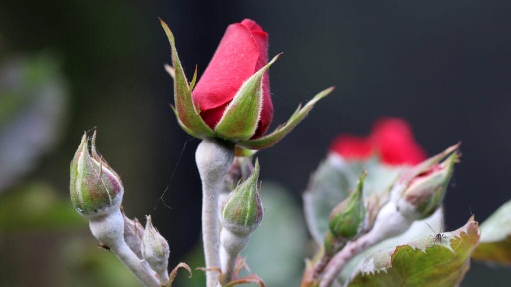 Rose powdery mildew