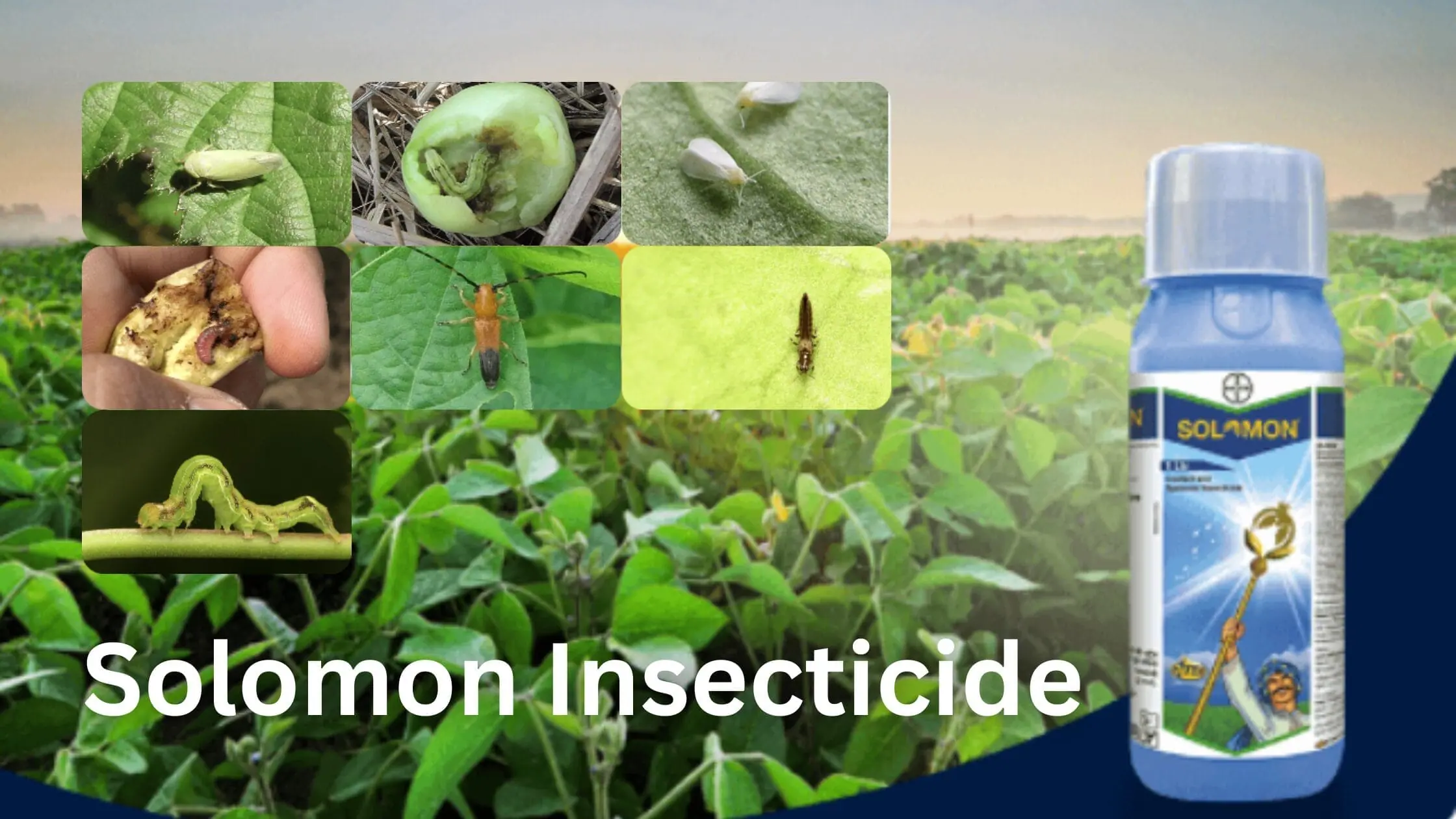 Solomon Insecticide