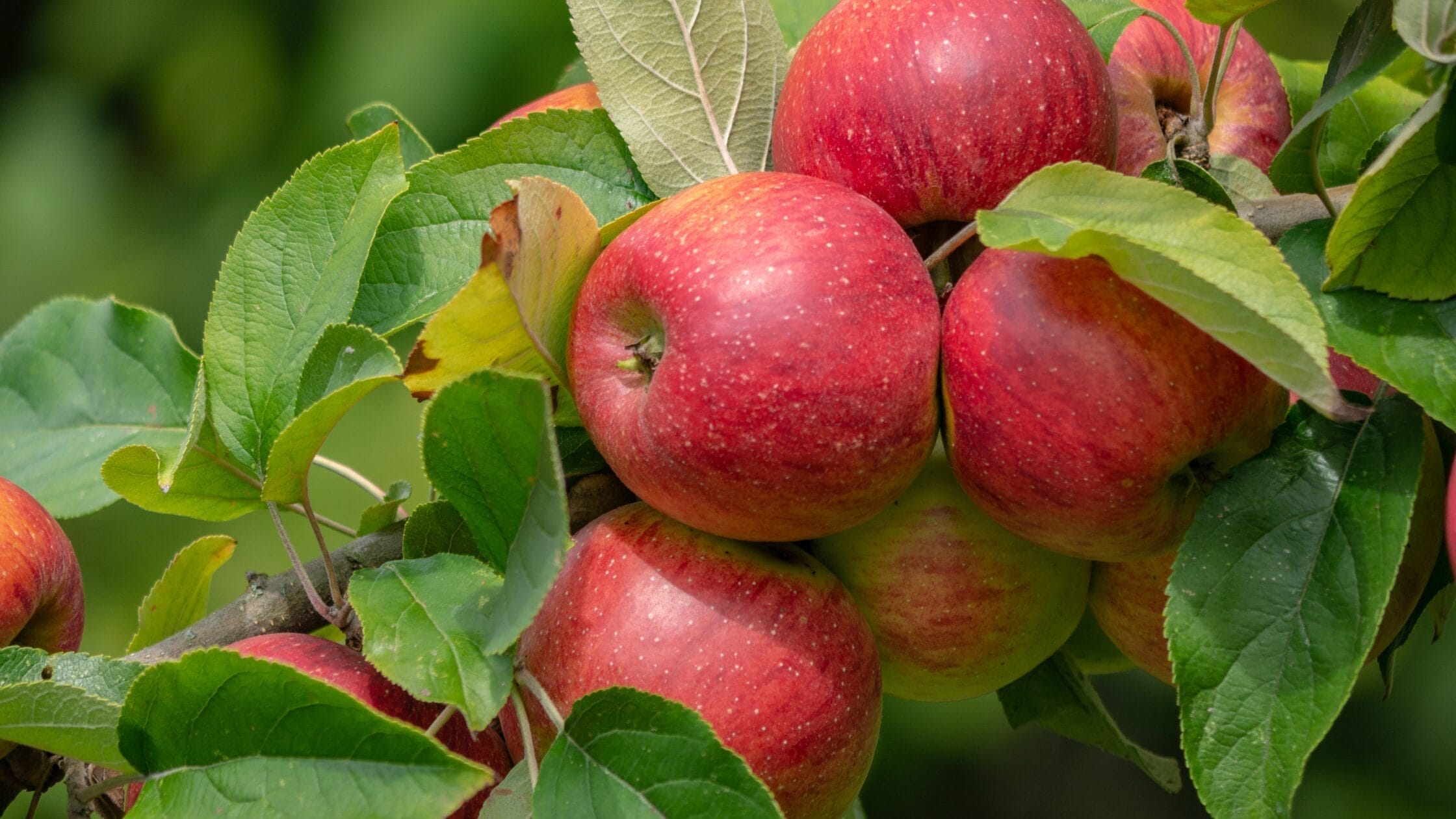 Top apple producing country Top apple producing country