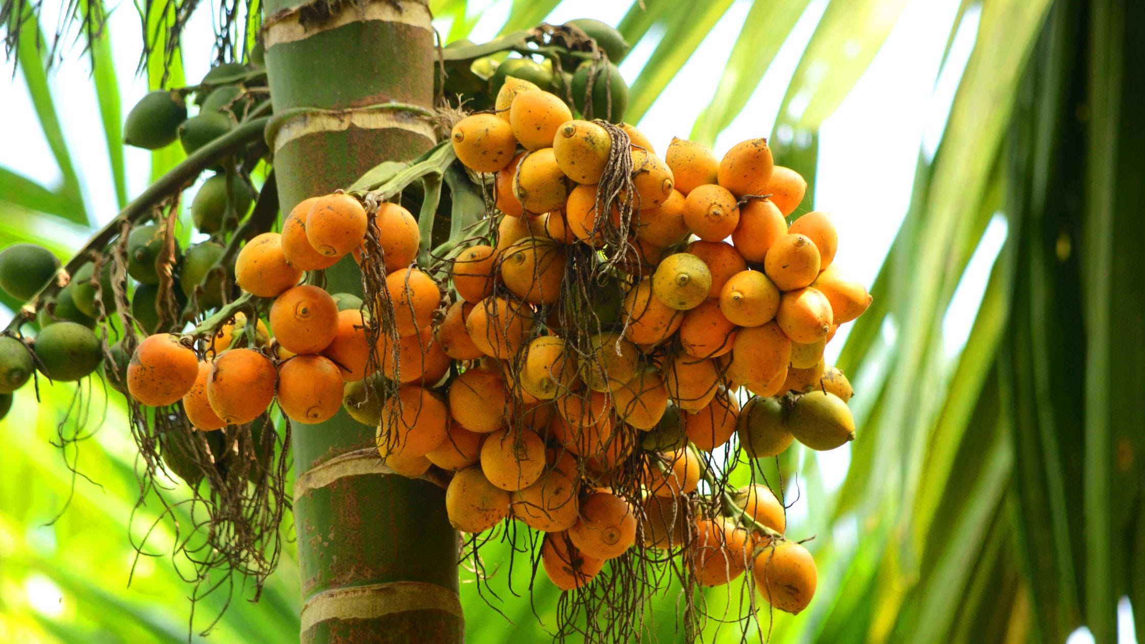 Union Agriculture Minister Calls for Urgent Research on Arecanut Safety