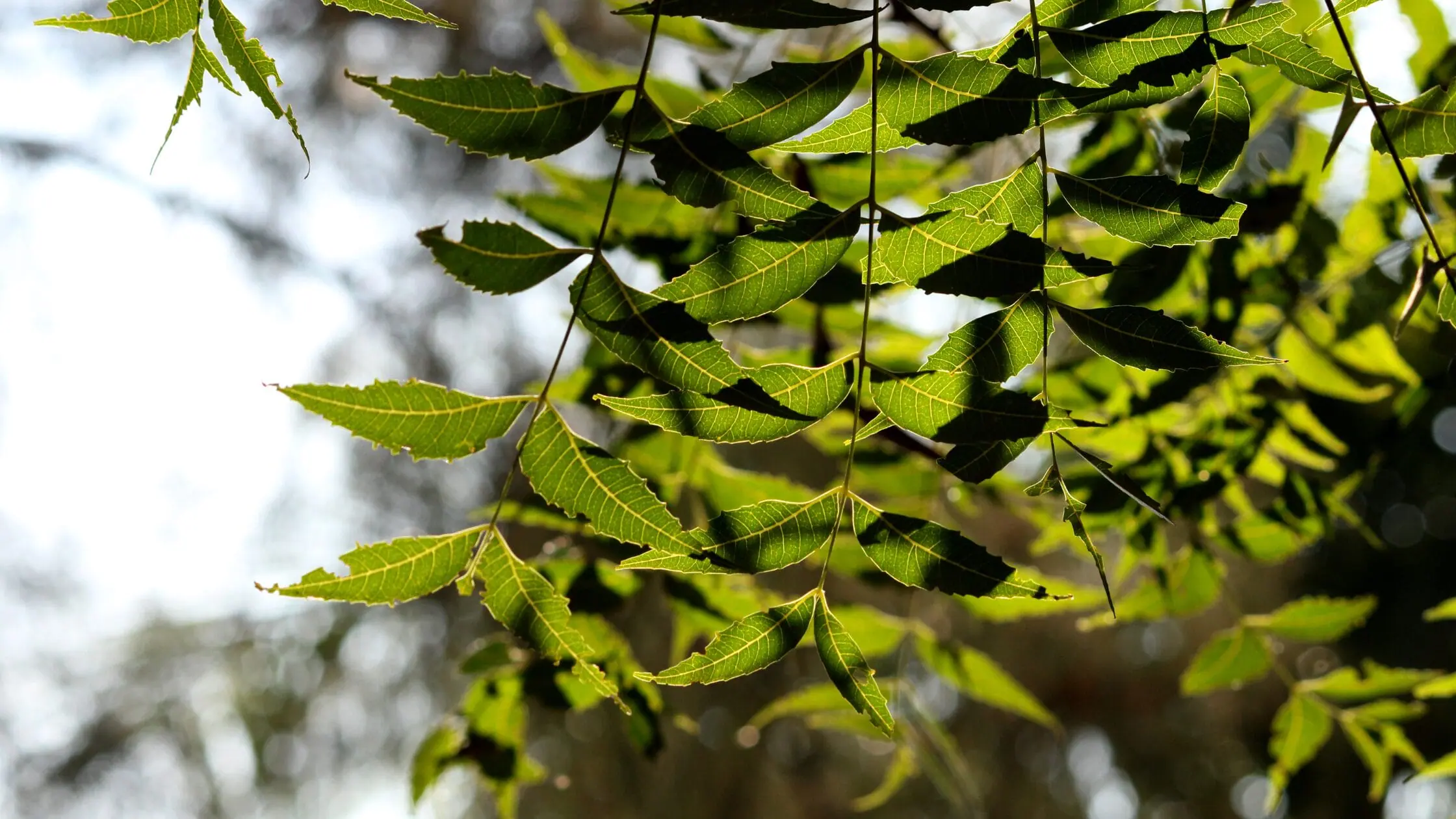 planting neem tree