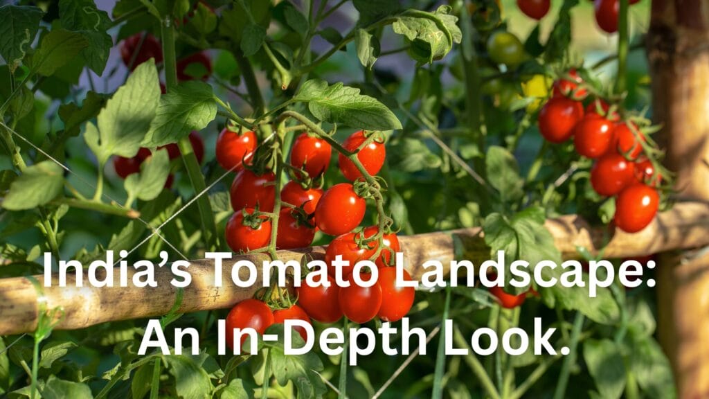 Tomato Landscape in India: An In-Depth Look