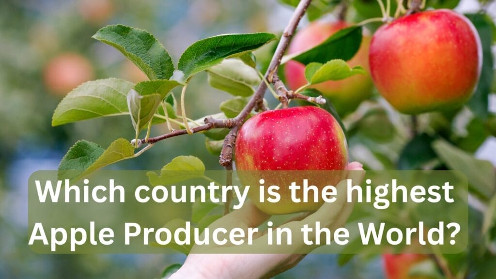 Which country is the highest Apple Producer In the World
