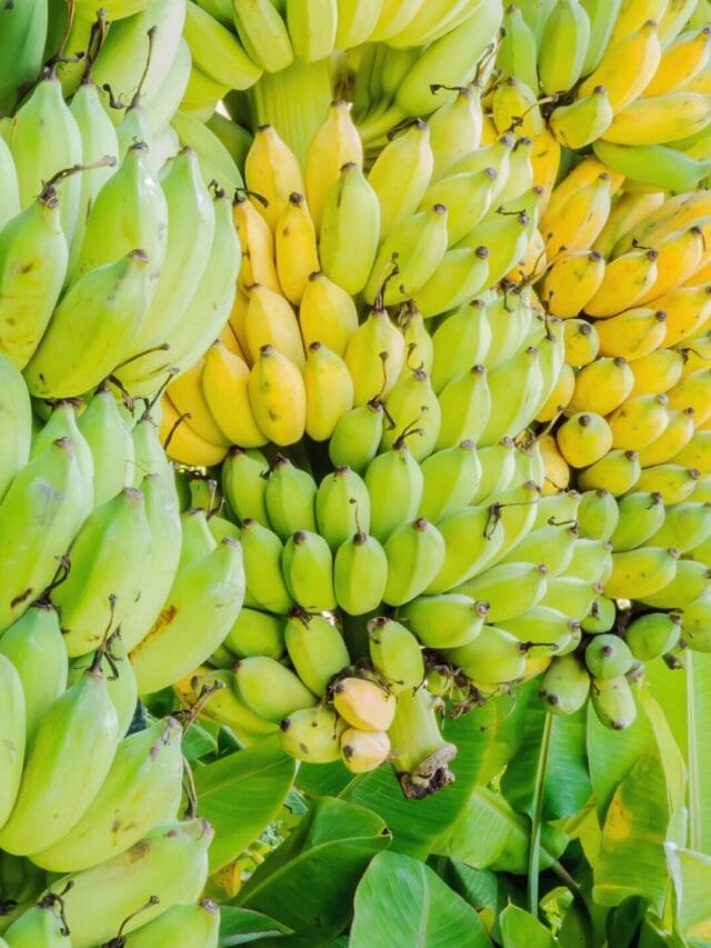 11 Amazin Facts About the Banana