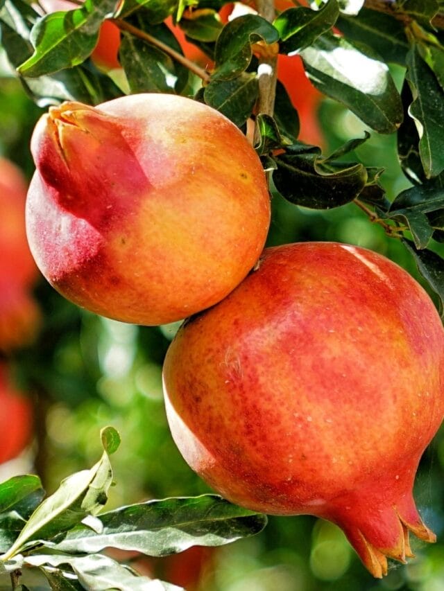 what are the benefits of pomegranates?