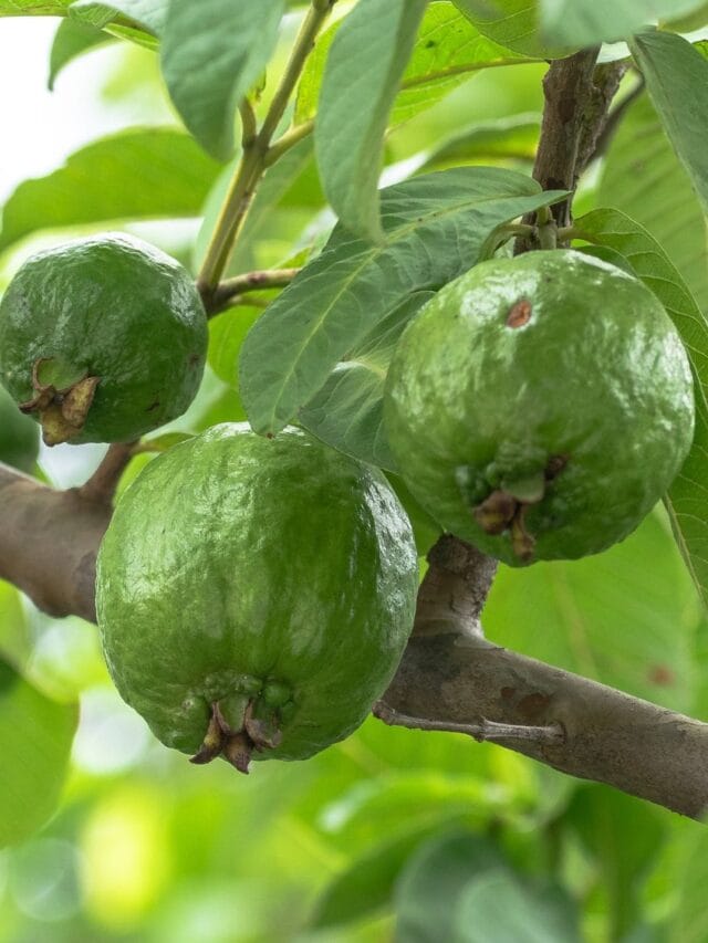 Discovering the miraculous health benefits of guava.