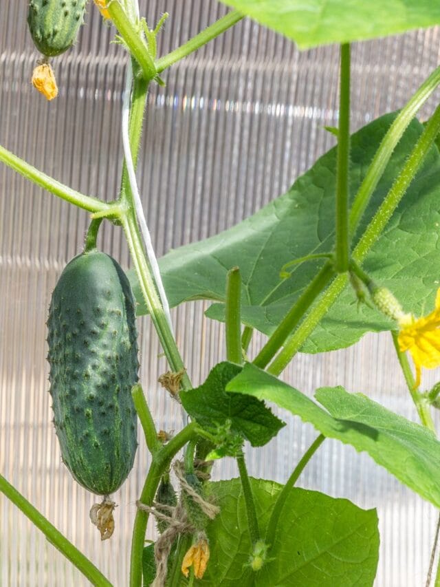 What happens if you eat cucumber daily?