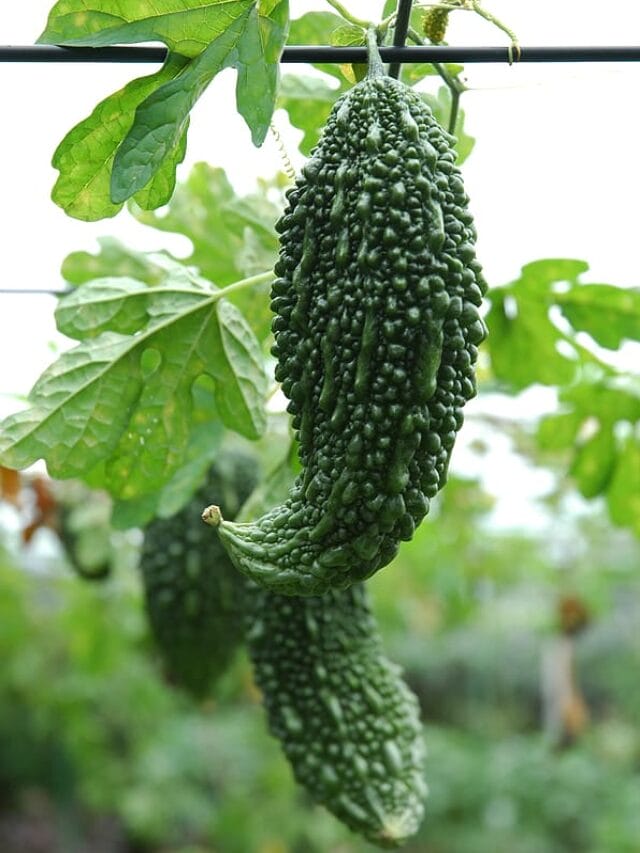 11 Health benefits of Bitter melon.