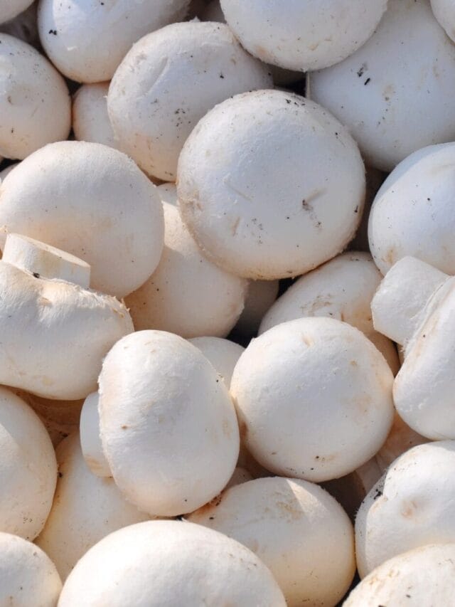 Button Mushroom 11 Health Benefits.