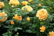 rose gardening for beginners