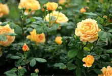 rose gardening for beginners