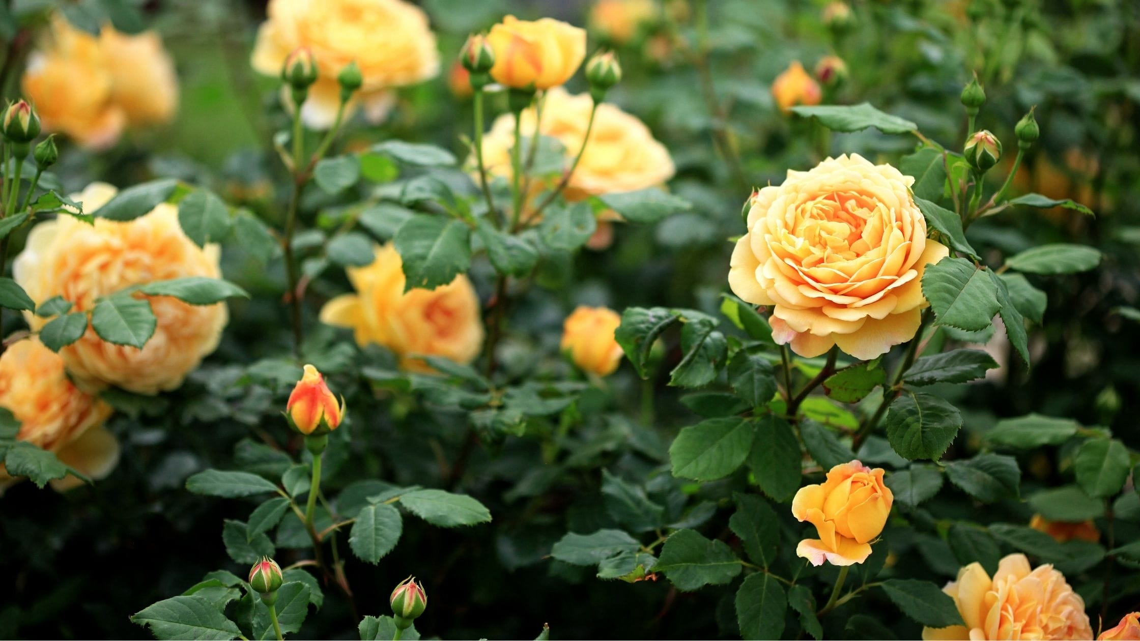 rose gardening for beginners