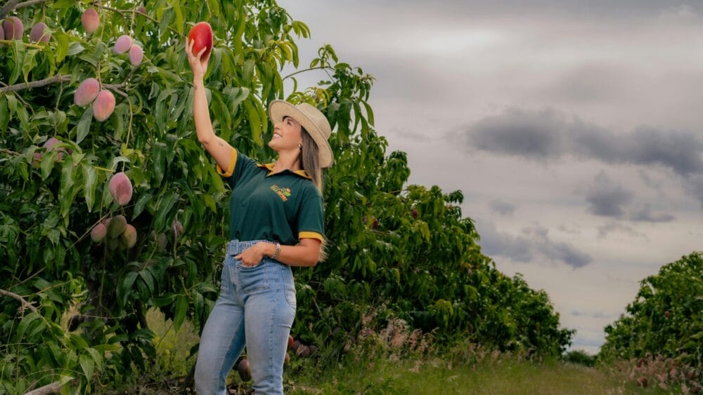 How to Plant a Mango Tree From Seed