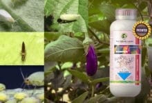 ronfen insecticide