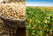 SOPA Urges Hike in Edible Oil Import Duty to Support Farmers Amid Falling Soybean Cultivation