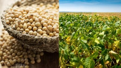 SOPA Urges Hike in Edible Oil Import Duty to Support Farmers Amid Falling Soybean Cultivation