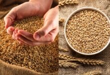 Which country is the higher Wheat Exporter in the World?