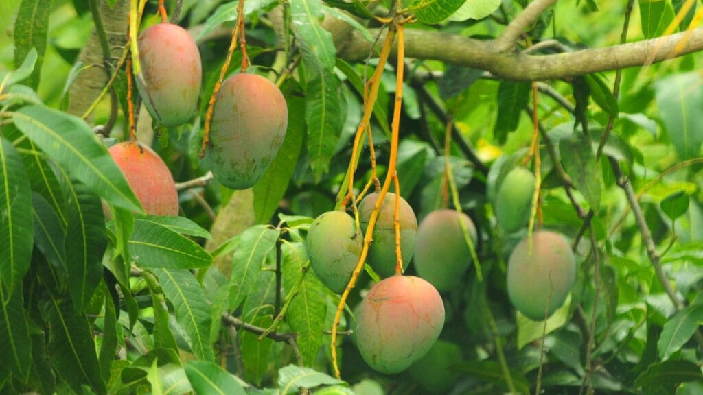 Why is Mango Called the King of Fruits