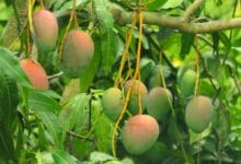 Why is Mango Called the King of Fruits