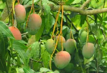 Why is Mango Called the King of Fruits